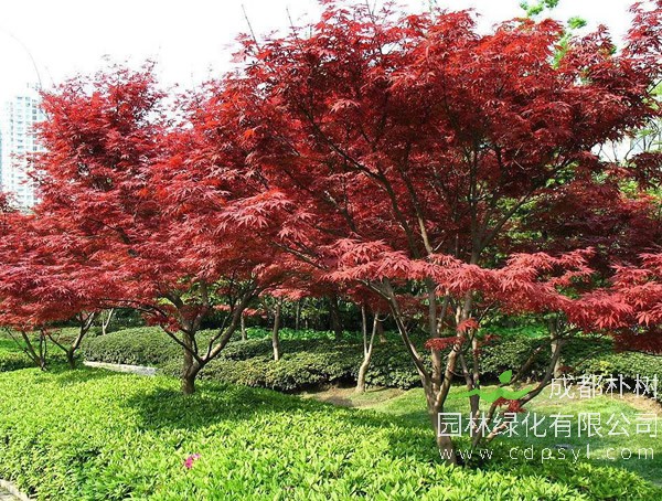 红枫报价
