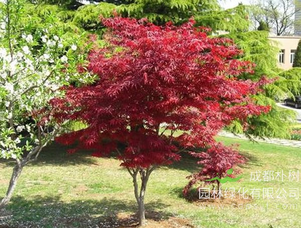 红枫报价