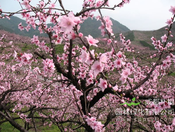 桃树报价