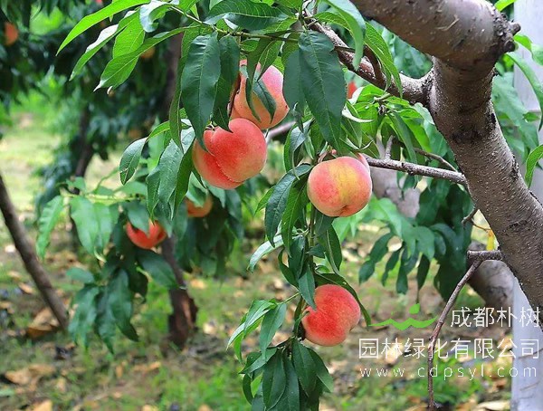 桃树报价