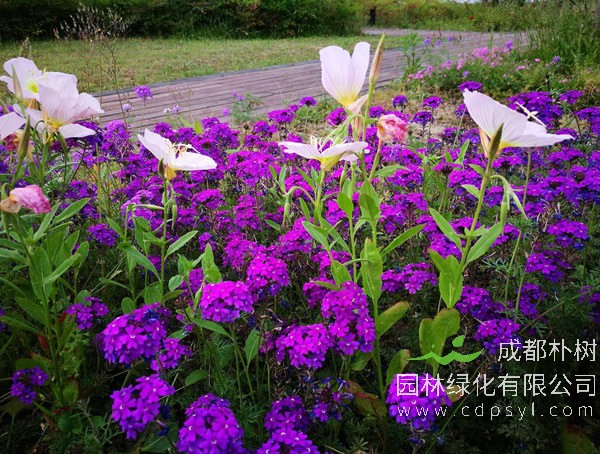 长期免费提供各类美女樱苗报价，美女樱三年行情具体数据