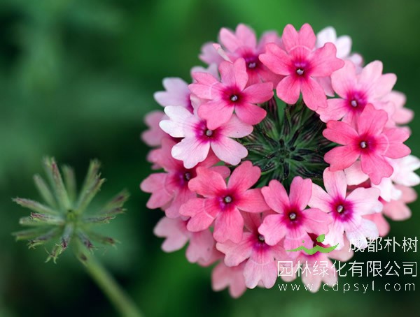 长期免费提供各类美女樱苗报价，美女樱三年行情具体数据