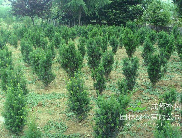 曼地亚红豆杉报价