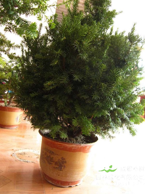 曼地亚红豆杉报价