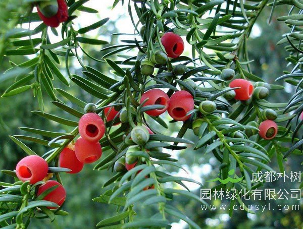 曼地亚红豆杉报价