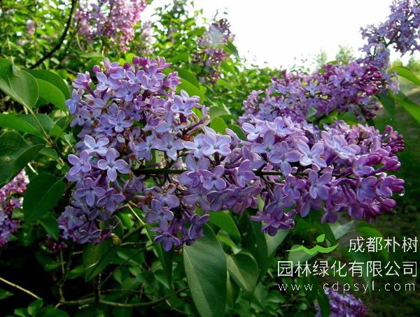 紫丁香报价