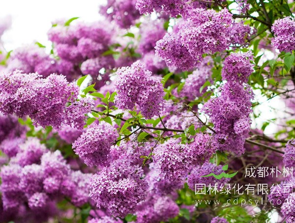 紫丁香