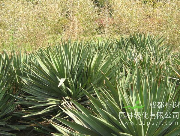 采购丝兰-优惠价廉-基地批发-丝兰苗大量直销 