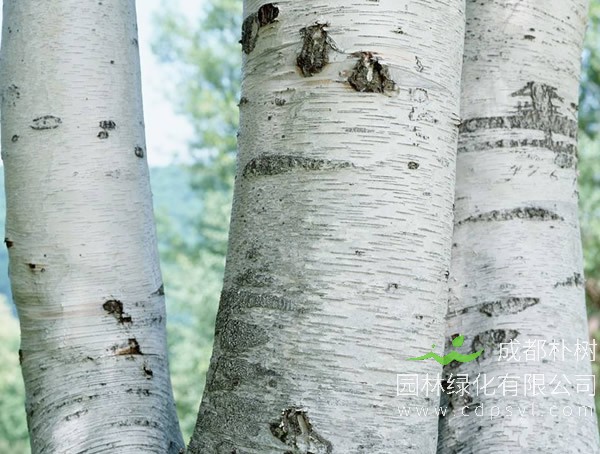 白桦树报价