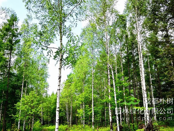 白桦树报价