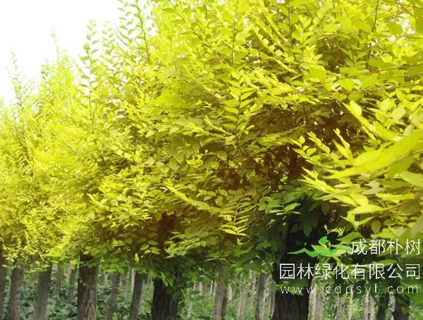 金叶榆树报价
