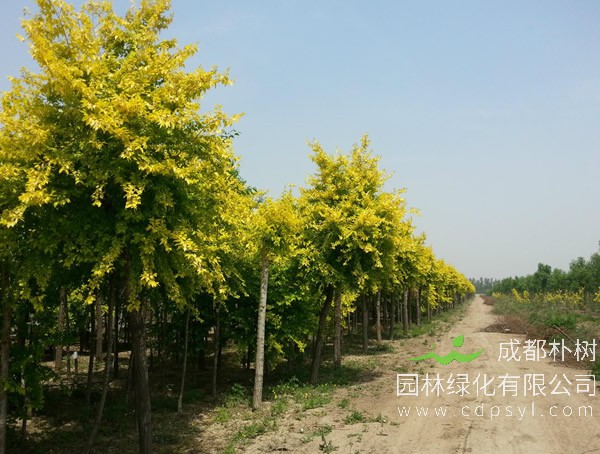 金叶榆树报价