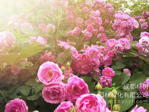 大马士革玫瑰报价