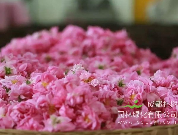 大马士革玫瑰报价