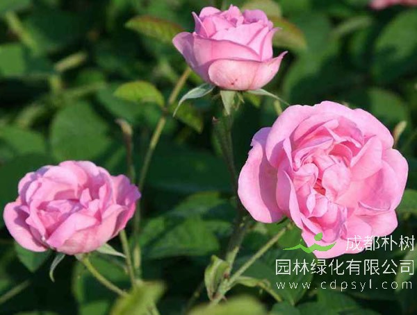 大马士革玫瑰报价