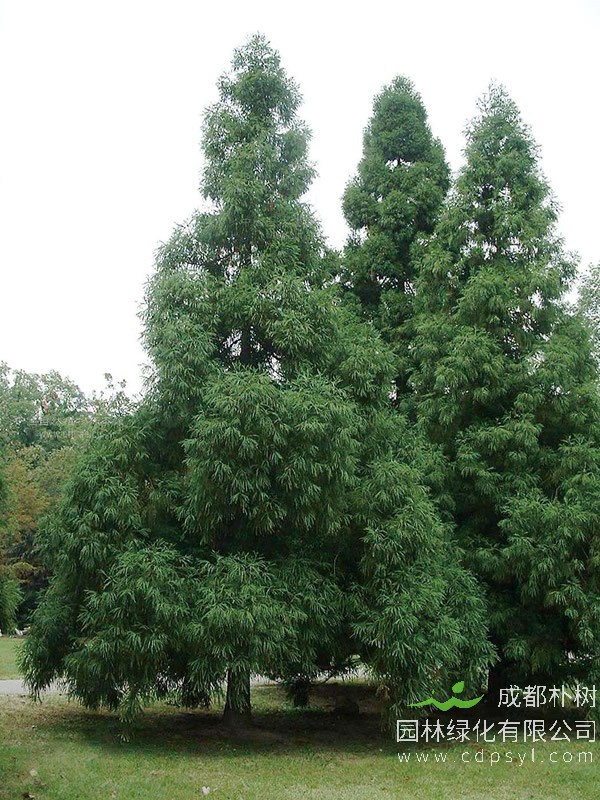 柳杉的图片-形态特征-生长习性-分布情况以及主要价值