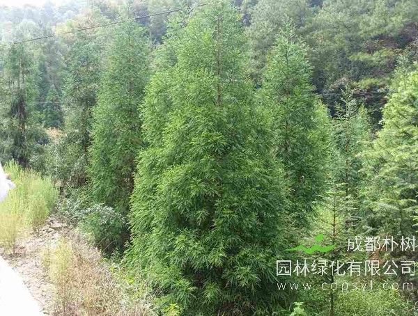 柳杉的图片-形态特征-生长习性-分布情况以及主要价值