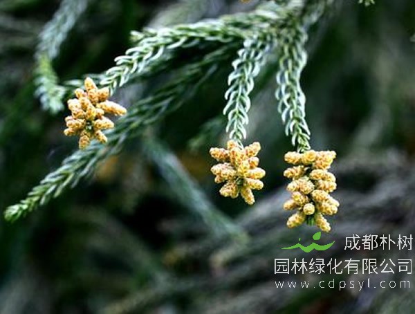 柳杉有哪些作用？