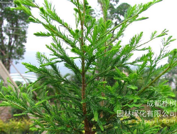 柳杉的果实有什么作用？