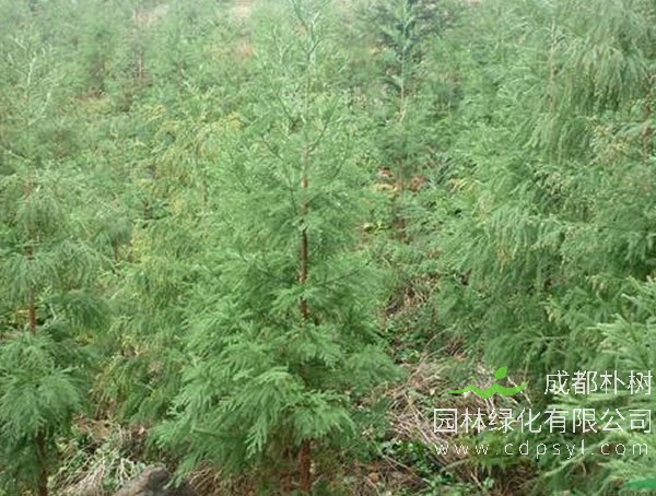 柳杉分布在中国哪些地方？