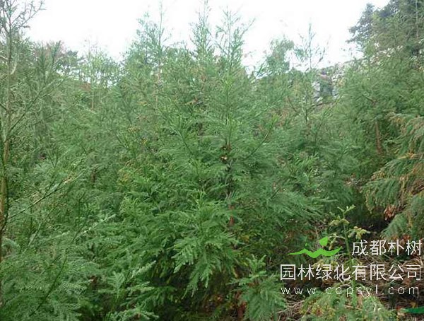 柳杉的生长习性是怎样的？