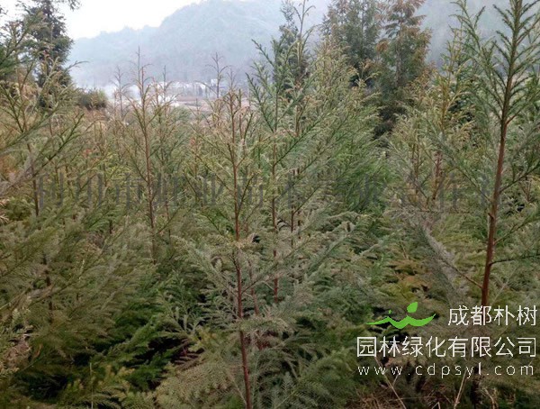 柳杉树适合在什么地方种植？