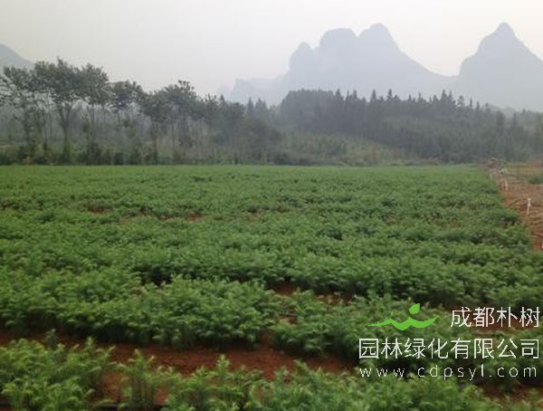 柳杉要怎样整形修剪？