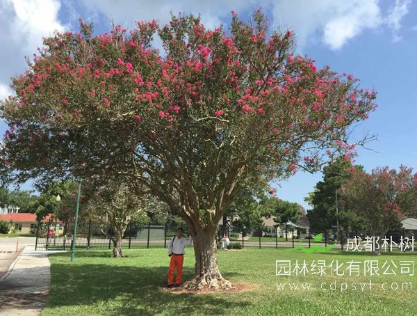 百日红的图片-形态特征-生长习性-地理分布-主要价值以及植物文化