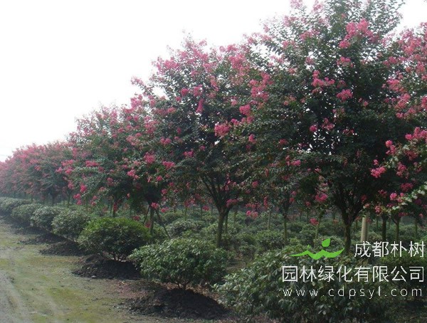 百日红的图片-形态特征-生长习性-地理分布-主要价值以及植物文化