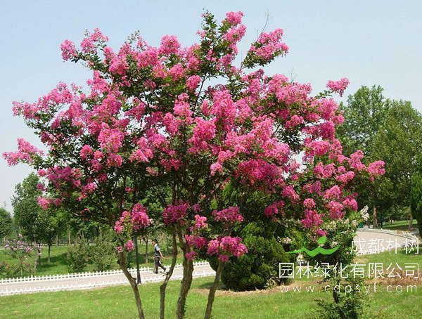 百日红的图片-形态特征-生长习性-地理分布-主要价值以及植物文化