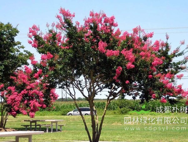百日红从几月开花到几月落叶？