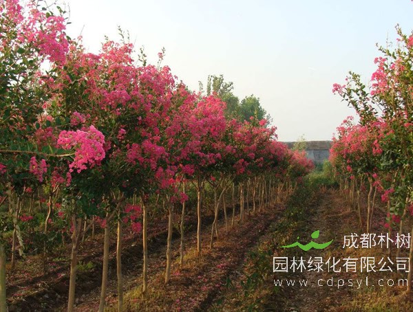 百日红的特点有哪些？