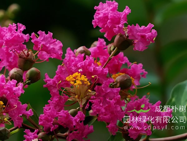 盆景百日红养殖方法有哪些？