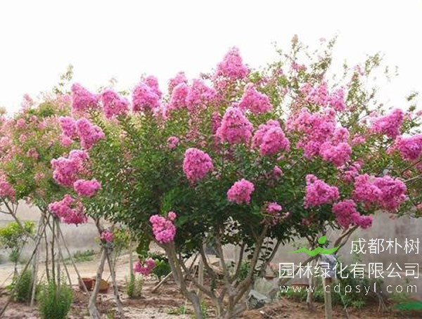 百日红的播种要注意哪些事情？