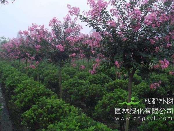 百日红几月份种植比较好？