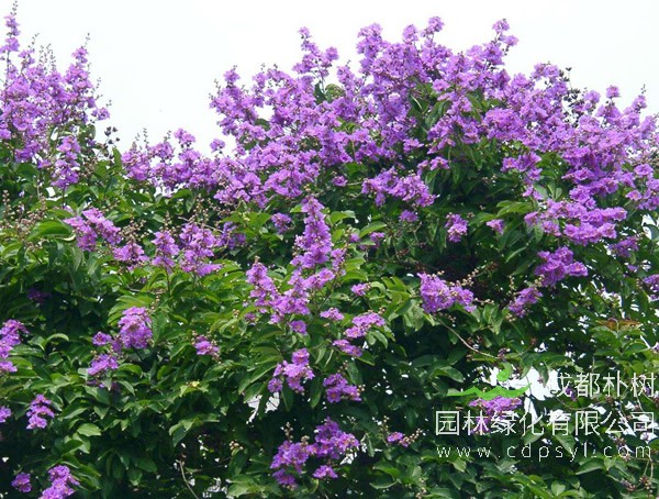 百日红有什么作用？有哪些价值？