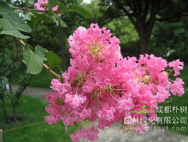 百日红可以冬天种吗？