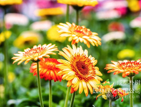 非洲菊报价