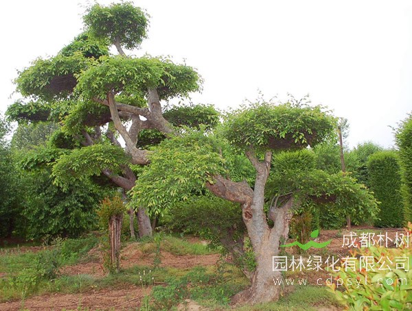 榔榆树报价