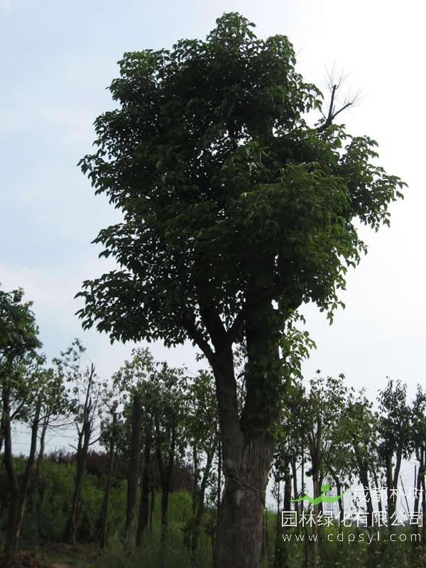 榔榆树报价