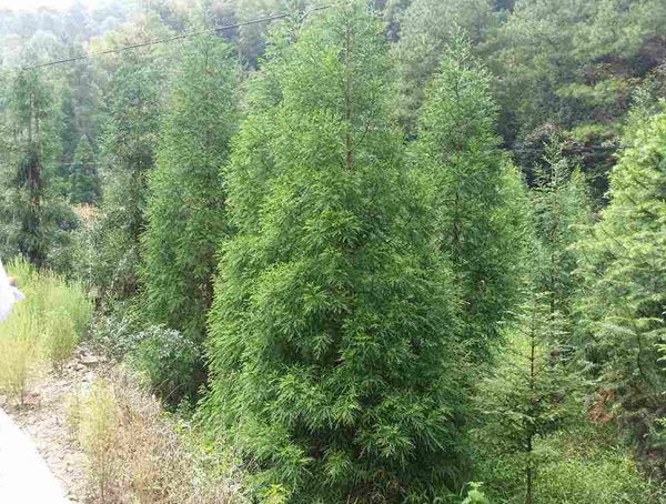 柳杉有哪些特点？