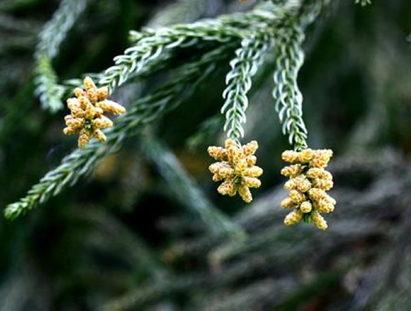 柳杉有哪些作用？