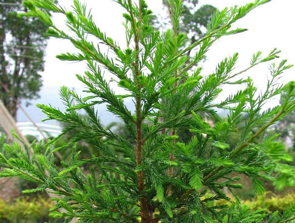 柳杉的果实有什么作用？