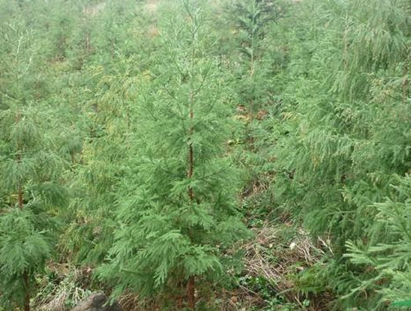 柳杉分布在中国哪些地方？