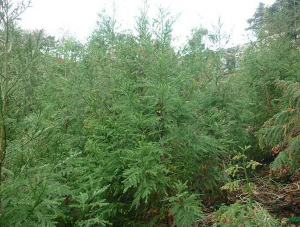 柳杉的生长习性是怎样的？