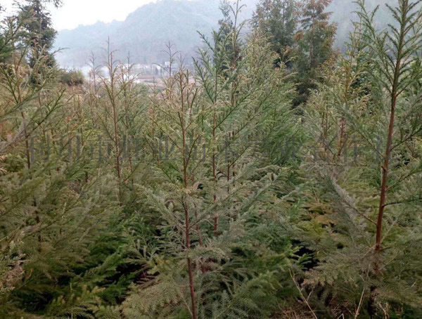 柳杉树适合在什么地方种植？