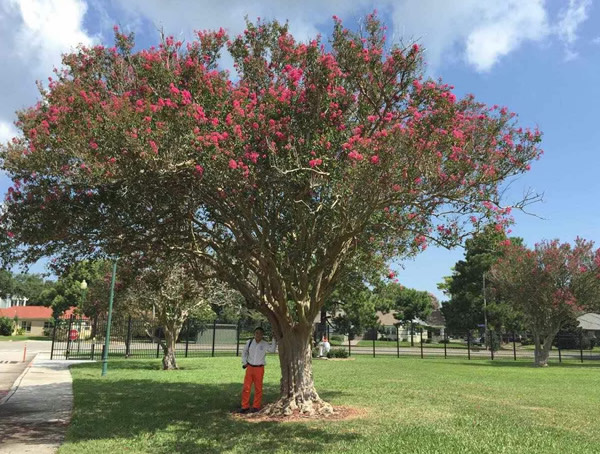 百日红的图片-形态特征-生长习性-地理分布-主要价值以及植物文化