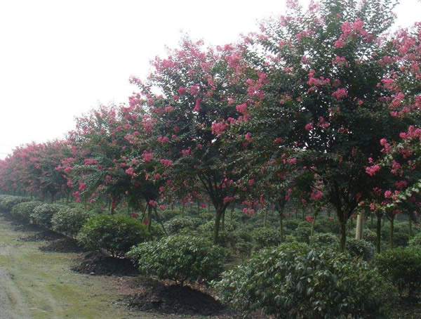 如何种植百日红？