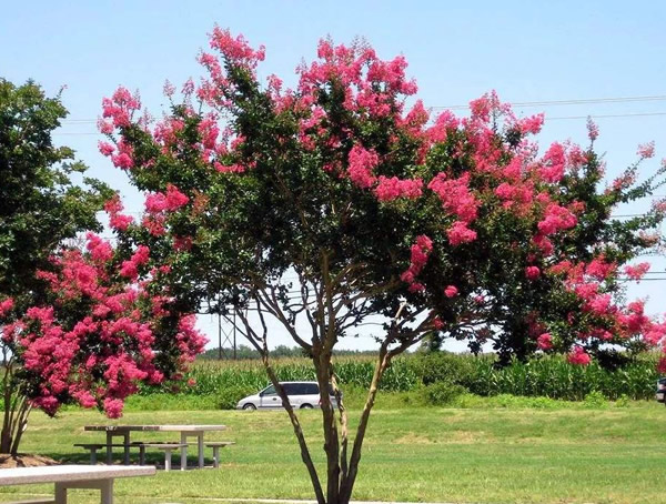 百日红从几月开花到几月落叶？