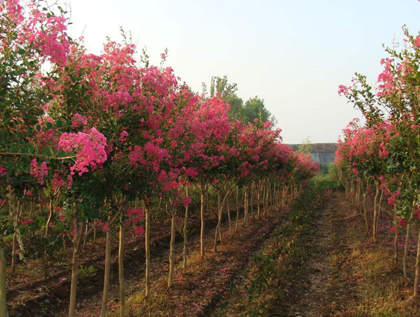 百日红的特点有哪些？